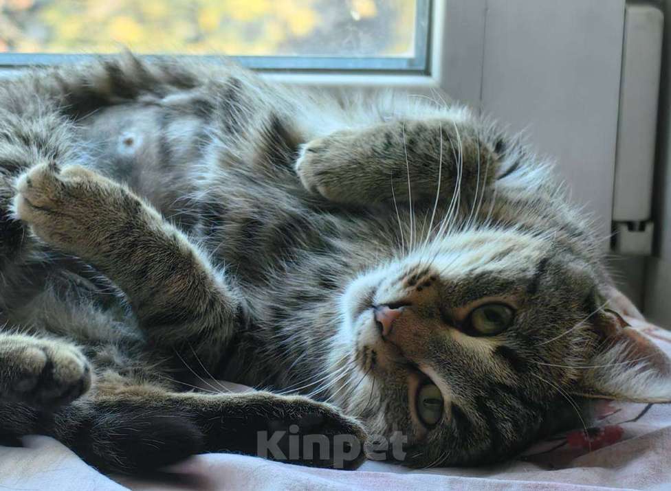 Кошки в Москве: Кошечка Пружинка в добрые руки.  Девочка, Бесплатно - фото 1