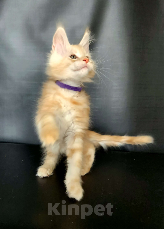 Кошки в Красногорске: Котенок мейн-кун  Мальчик, 60 000 руб. - фото 7