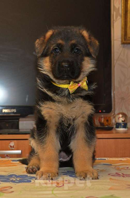 Собаки в Москве: Щенки из профессионального питомника. Девочка, 50 000 руб. - фото 2