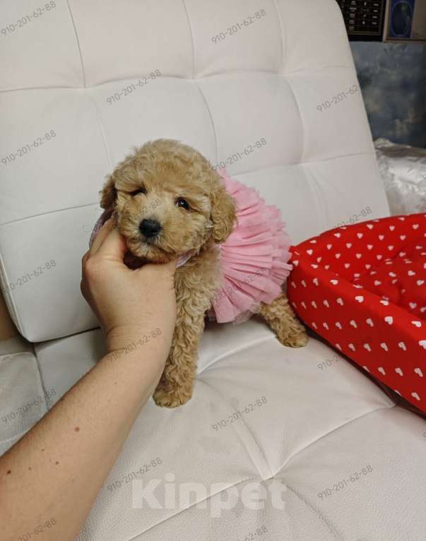 Собаки в Москве: Мальтипу девчонка  Девочка, 150 000 руб. - фото 1