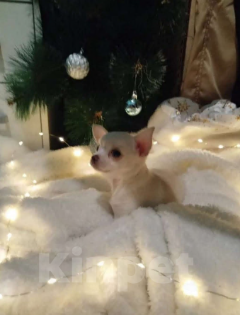 Собаки в Анапе: Щенок, чихуахуа мальчик Мальчик, 15 000 руб. - фото 3