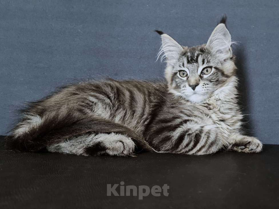 Кошки в других городах Ярославской области: Мейн кун девочка Девочка, Бесплатно - фото 5