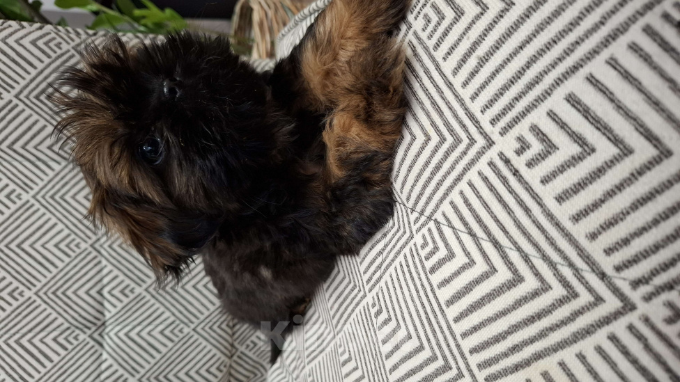 Собаки в Кропоткине: Ши-тцу  Мальчик, 20 000 руб. - фото 3