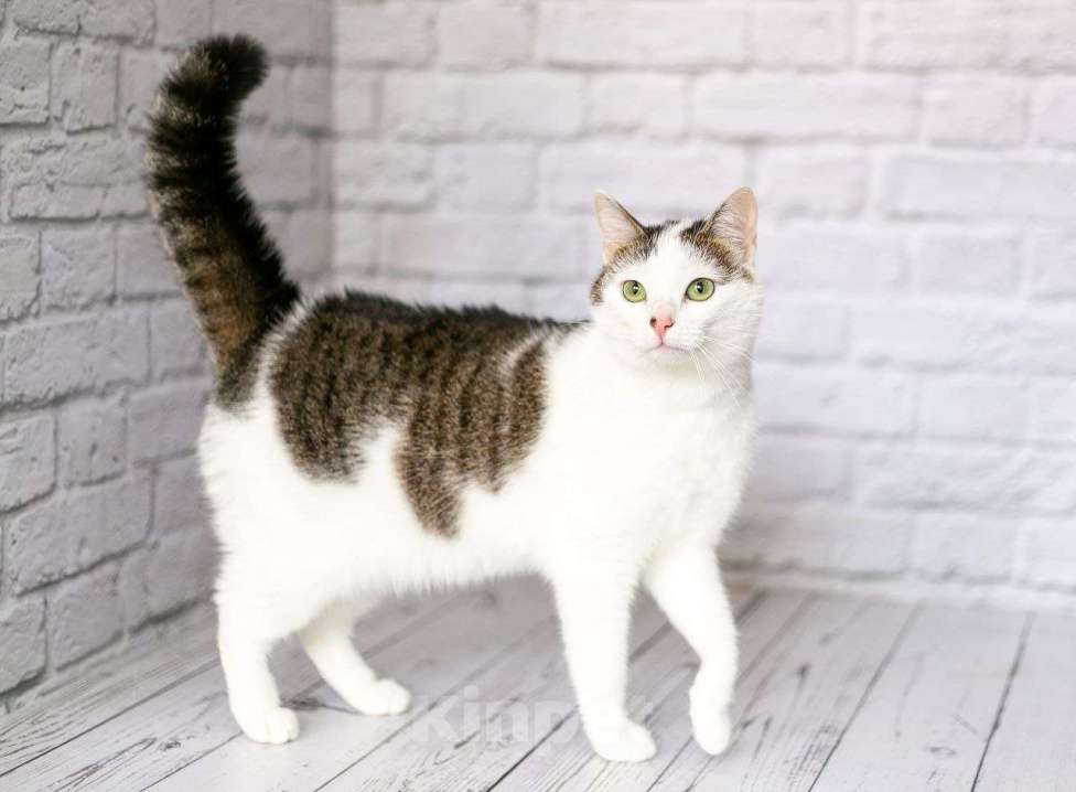 Кошки в Люберцах: Чуда ждет вас — лапочка Лапа ищет свой дом! Девочка, Бесплатно - фото 5