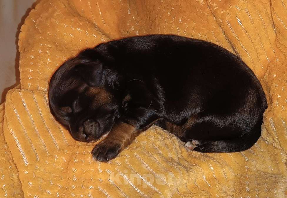 Собаки в Москве: Тибетский терьер щенки Разнополые, 75 000 руб. - фото 2