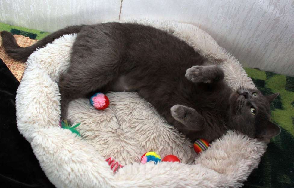 Кошки в Калуге: Серенький Грей ищет дом. Молодой кот в добрые руки. Мальчик, Бесплатно - фото 5