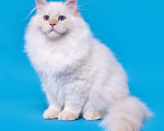 Кошки в Белокурихе: Сибирский котёнок в кремовом окрасе Мальчик, 75 000 руб. - фото 3