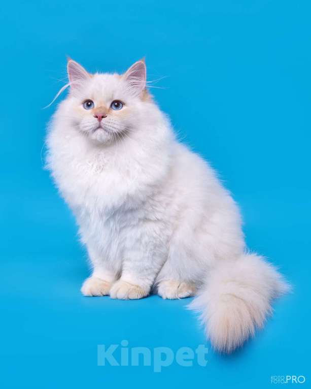 Кошки в Белокурихе: Сибирский котёнок в кремовом окрасе Мальчик, 75 000 руб. - фото 3