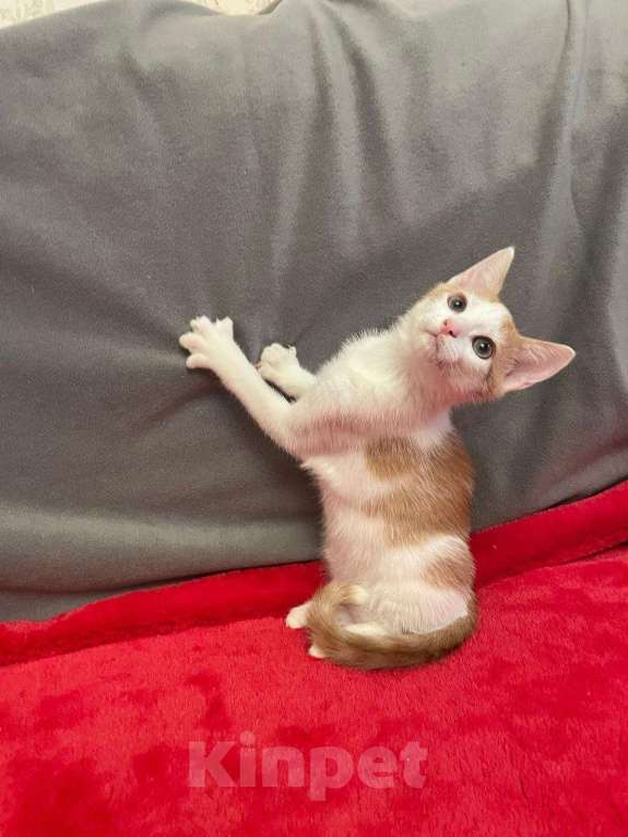 Кошки в Санкт-Петербурге: Солнечный малыш ищет дом Мальчик, Бесплатно - фото 1