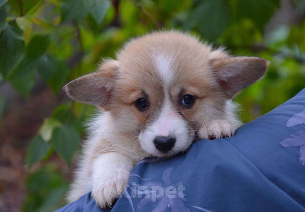 Собаки в Москве: Девочка вельш корги пемброк Девочка, 80 000 руб. - фото 3