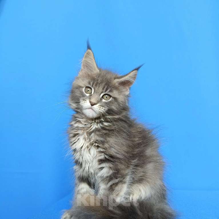 Кошки в Москве: Котёнок Мейн-кун Девочка Девочка, 55 000 руб. - фото 3