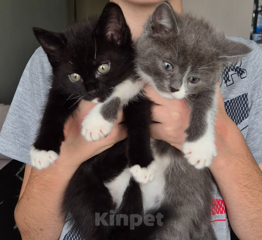 Кошки в Бору: Кошечка малышка ищет хозяина Девочка, 100 руб. - фото 3