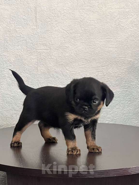 Собаки в Белгороде: Девочки Малого Пти Брабансона РКФ Девочка, 60 000 руб. - фото 1