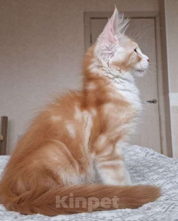 Кошки в Геленджике: Продаётся котёнок мейн-кун, мальчик, яркий рыжий окрас d 03 22, из питомника EdenLight (Геленджик) Мальчик, 50 000 руб. - фото 10