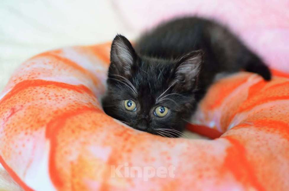 Кошки в Москве: Крохотный Бася ищет семью Мальчик, Бесплатно - фото 5