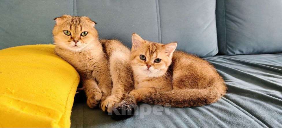 Кошки в Санкт-Петербурге: Шотландские котята Мальчик, 25 000 руб. - фото 6