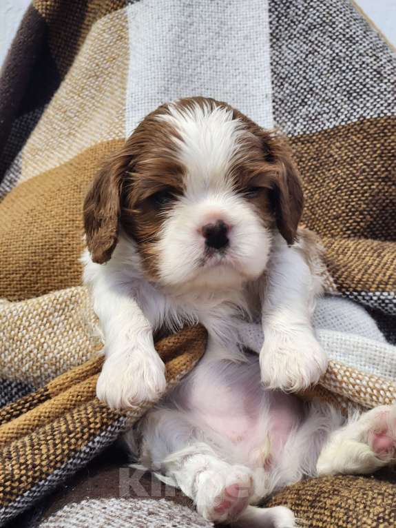 Собаки в Анапе: Розовая лента  Девочка, 110 000 руб. - фото 2