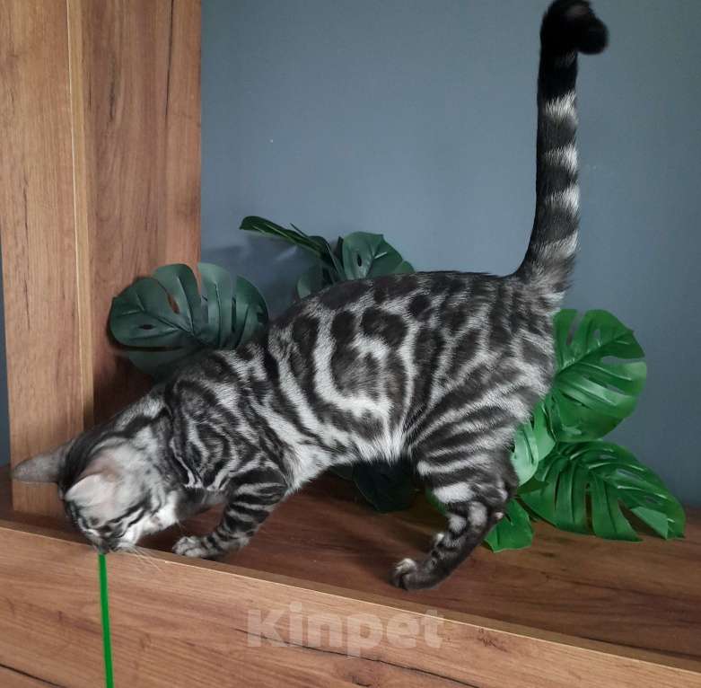 Кошки в Москве: Девочка угольное серебро Девочка, Бесплатно - фото 2