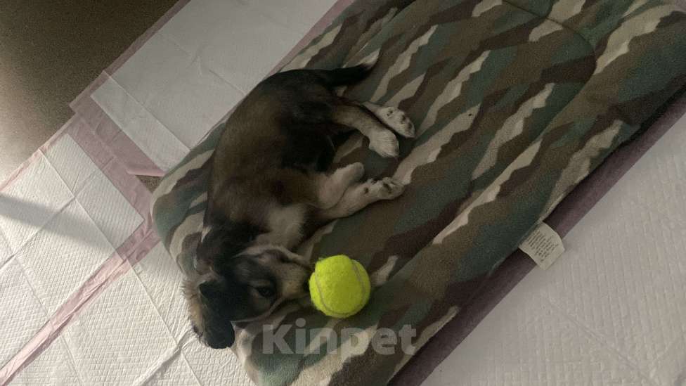 Собаки в Тюмени: Смесь английского кокер спаниеля,отдам в добрые руки,к сожалению нет времени ухаживать за малышом  Мальчик, Бесплатно - фото 3