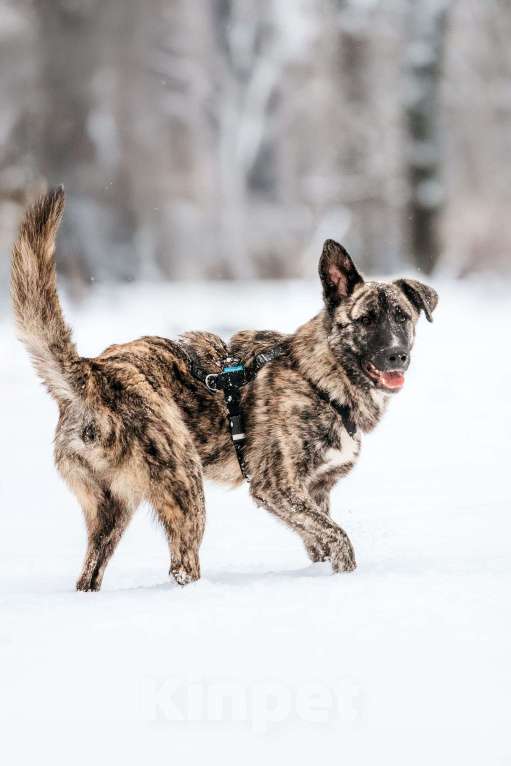 Собаки в Москве: Тигровый Чуни ищет дом Мальчик, Бесплатно - фото 10
