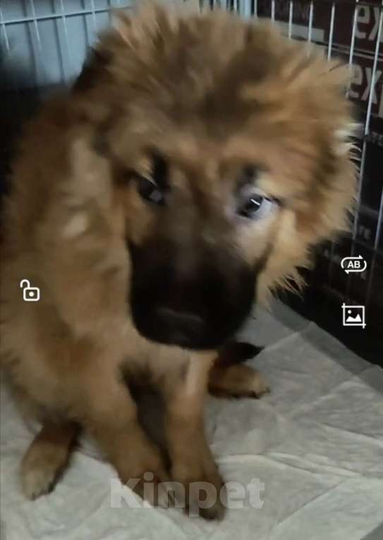 Собаки в Лосином-Петровском: Елизар якутенок из ппбж Мальчик, Бесплатно - фото 7