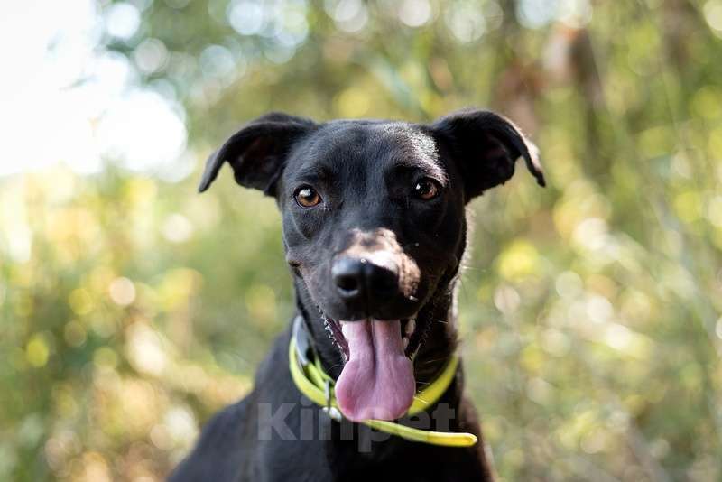 Собаки в Москве: Уиппет Аниса в добрые руки Девочка, 1 руб. - фото 3