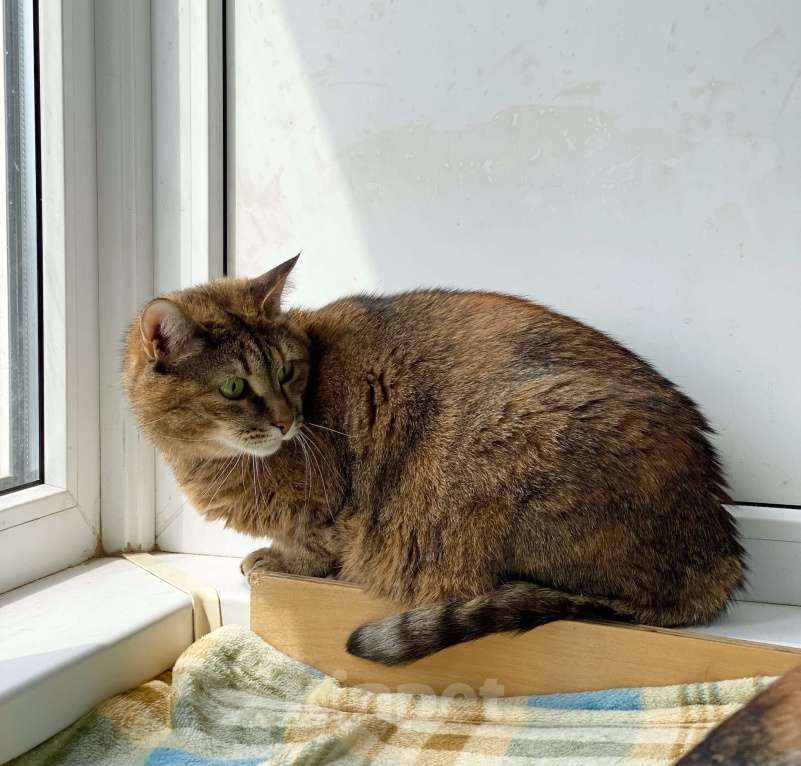 Кошки в Москве: Плюшевая кошечка Сильва в добрые руки Девочка, Бесплатно - фото 3