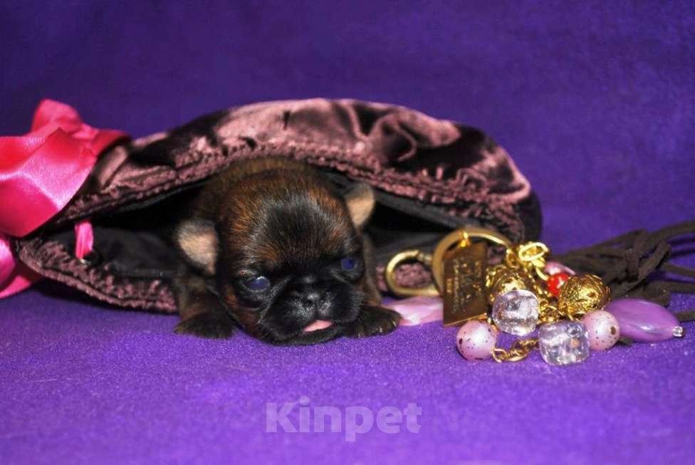 Собаки в Москве: Рыжие детки малого брабансона на февраль Мальчик, 45 000 руб. - фото 2