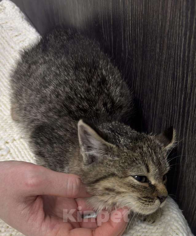 Кошки в Химках: Котенок Девочка, Бесплатно - фото 2