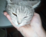 Кошки в Бийске: Отдам кошку Девочка, 1 руб. - фото 1