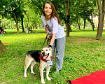 Собаки в Москве: Молодой и активный Гоша в поисках своей семьи! Мальчик, 1 руб. - фото 6