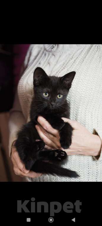 Кошки в Москве: Чёрный котёнок Джун в добрые руки  Мальчик, Бесплатно - фото 3