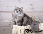 Кошки в Санкт-Петербурге: Британский длинношерстный молодой котик Мальчик, Бесплатно - фото 3