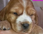 Собаки в Ржеве: Красотка Девочка, 40 000 руб. - фото 1