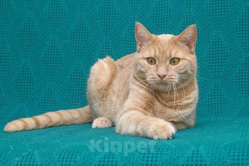 Кошки в Москве: Меня зовут Пегас! Мальчик, Бесплатно - фото 9