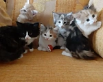 Кошки в Москве: Норвежские лесные котята Девочка, Бесплатно - фото 8