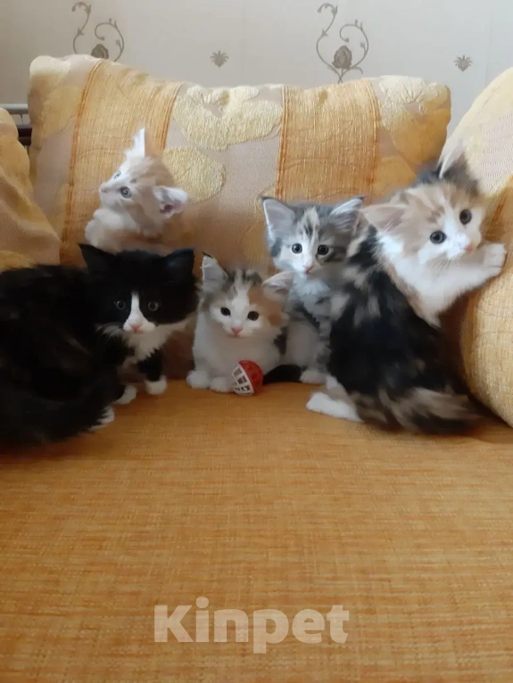 Кошки в Москве: Норвежские лесные котята Девочка, Бесплатно - фото 8
