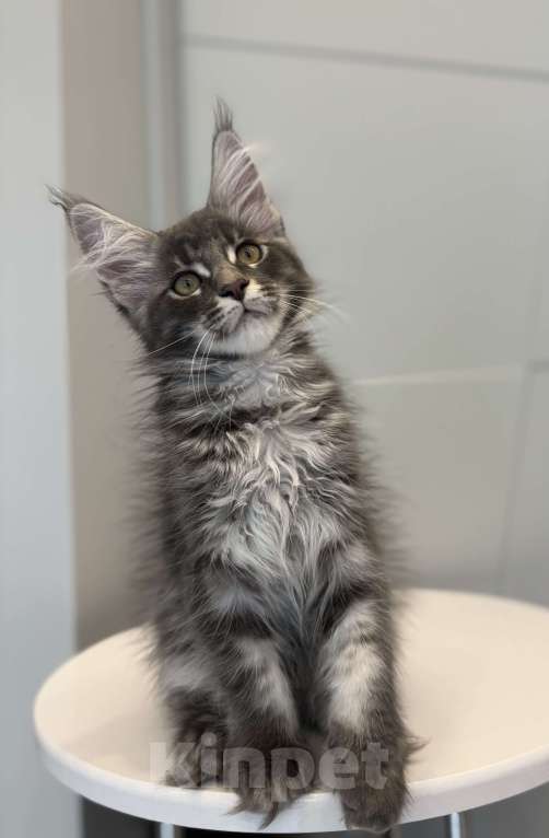 Кошки в Москве: Котик мейн-кун из питомника Status Joy Мальчик, Бесплатно - фото 3