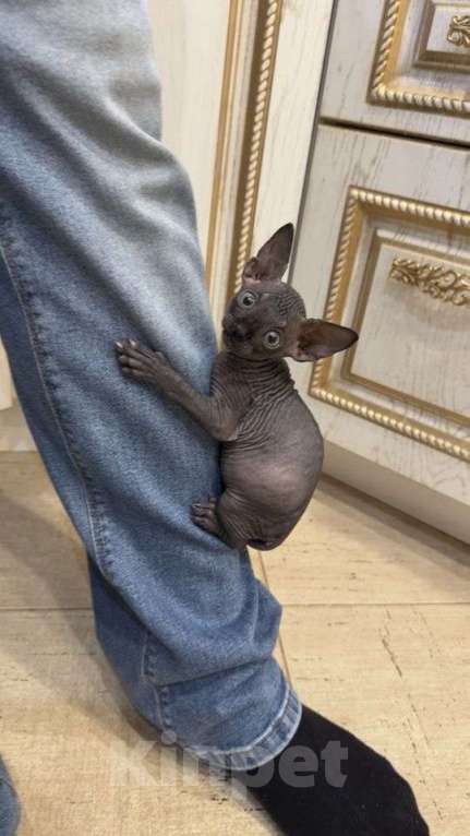 Кошки в других городах Московской области: Продам кошечку Девочка, 20 000 руб. - фото 2