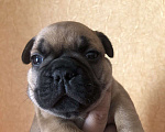 Собаки в Сызрани: Щенки французского бульдога  Мальчик, 30 000 руб. - фото 4