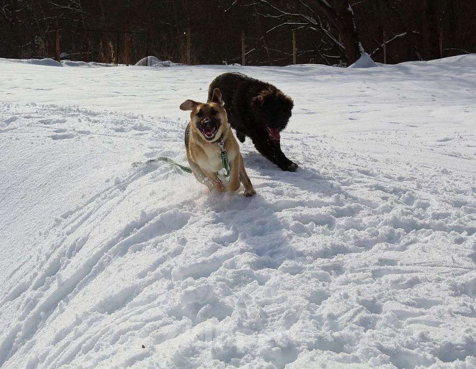 Собаки в Москве: щенок метис немецкой овчарки ищет дом Девочка, Бесплатно - фото 2