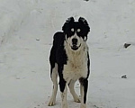 Собаки в Москве: Найдена собака Девочка, 1 руб. - фото 1