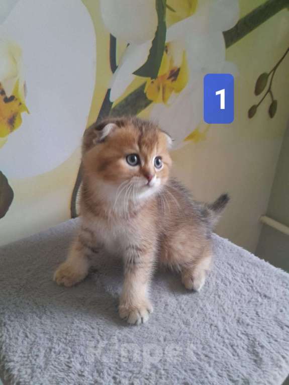 Кошки в Люберцах: Шотландские котята Мальчик, 15 000 руб. - фото 4