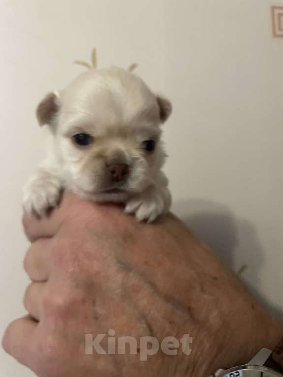 Собаки в Санкт-Петербурге: Щенок чихуахуа, сука Девочка, 50 000 руб. - фото 1