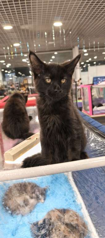 Кошки в других городах Московской области: Кот Мейн-кун Мальчик, 65 000 руб. - фото 1