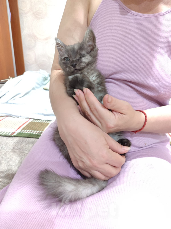 Кошки в Москве: Отдам котенка -Ева Девочка, Бесплатно - фото 3