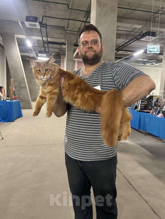 Кошки в Кудрово: Котенок мейн-кун, девочка , шейдед линия, в разведение Девочка, 65 000 руб. - фото 9