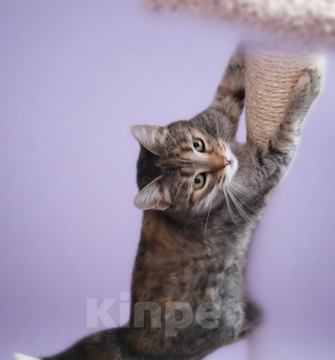 Кошки в Санкт-Петербурге: молодай кошка. очень ласковая. привита и кастрирована. Девочка, Бесплатно - фото 2