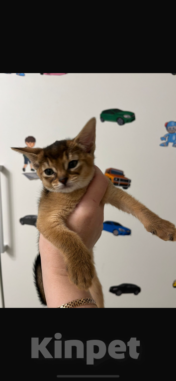 Кошки в Москве: Марсель Мальчик, 55 000 руб. - фото 7