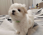 Собаки в Краснодаре: Мальтийская балонка мальчик Мальчик, 45 000 руб. - фото 2